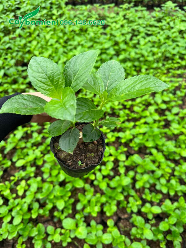 Cây giống đã có 3 tầng lá thật