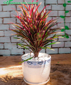 Chậu cây Hồng Phát Tài đẹp để bàn làm việc