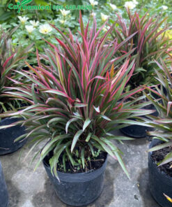 Tán lá Ánh Dương vươn thẳng hướng lên bầu trời