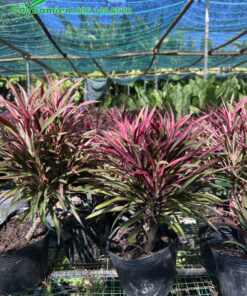 Một lô cây Hồng Phát Tài trưởng thành, trồng mỗi chậu một cây