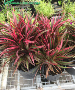 Chậu cây cảnh Ánh Dương đẹp, lá tươi tốt