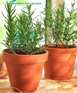 Hai chậu Hương Thảo để bàn phòng khách đẹp