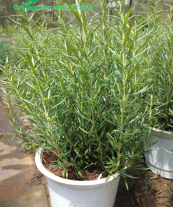 Chậu Hương Thảo trưởng thành, cao 50cm