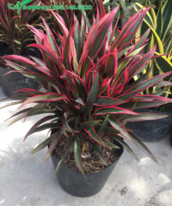 Hồng Phát Tài trưởng thành, cao 40cm