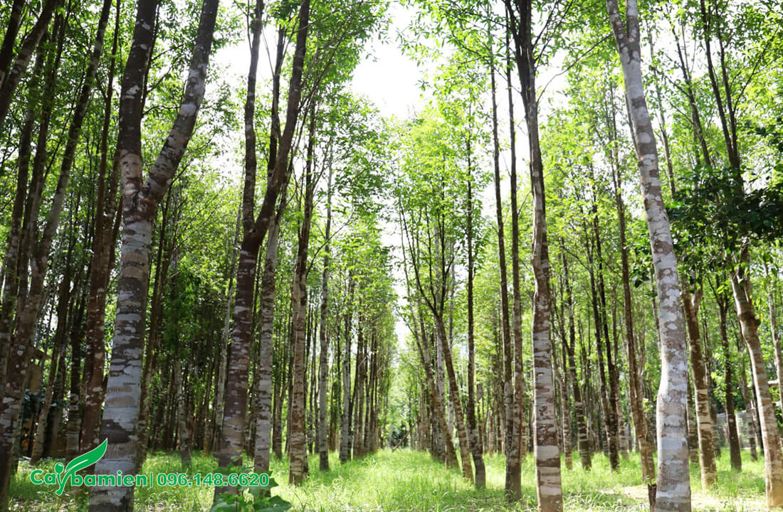 Rừng cây Trầm Hương lấy gỗ quý đã trồng được hơn 10 năm