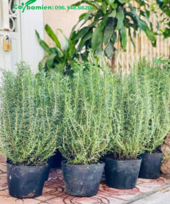 Chậu Hương Thảo tươi tốt, chiều cao khoảng 50cm