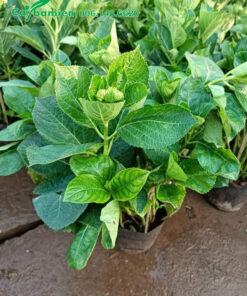 Cây giống cao 40cm, đang bắt đầu cho nụ