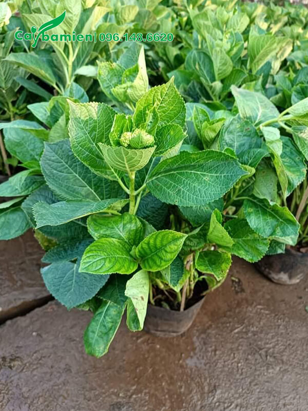 Cây giống cao 40cm, đang bắt đầu cho nụ