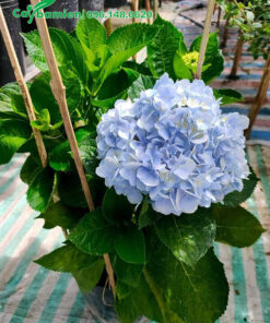 Chậu Cẩm Tú Cầu trưởng thành cho hoa màu xanh, chiều cao khoảng 50cm