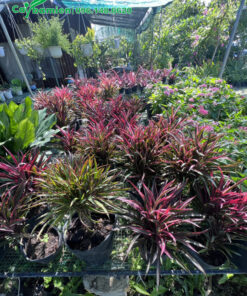 Vườn bán số lượng lớn cây Ánh Dương - Hồng Phát Tài