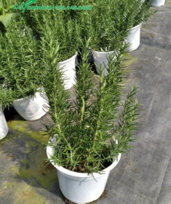 Vườn cây Hương Thảo đẹp, số lượng lớn