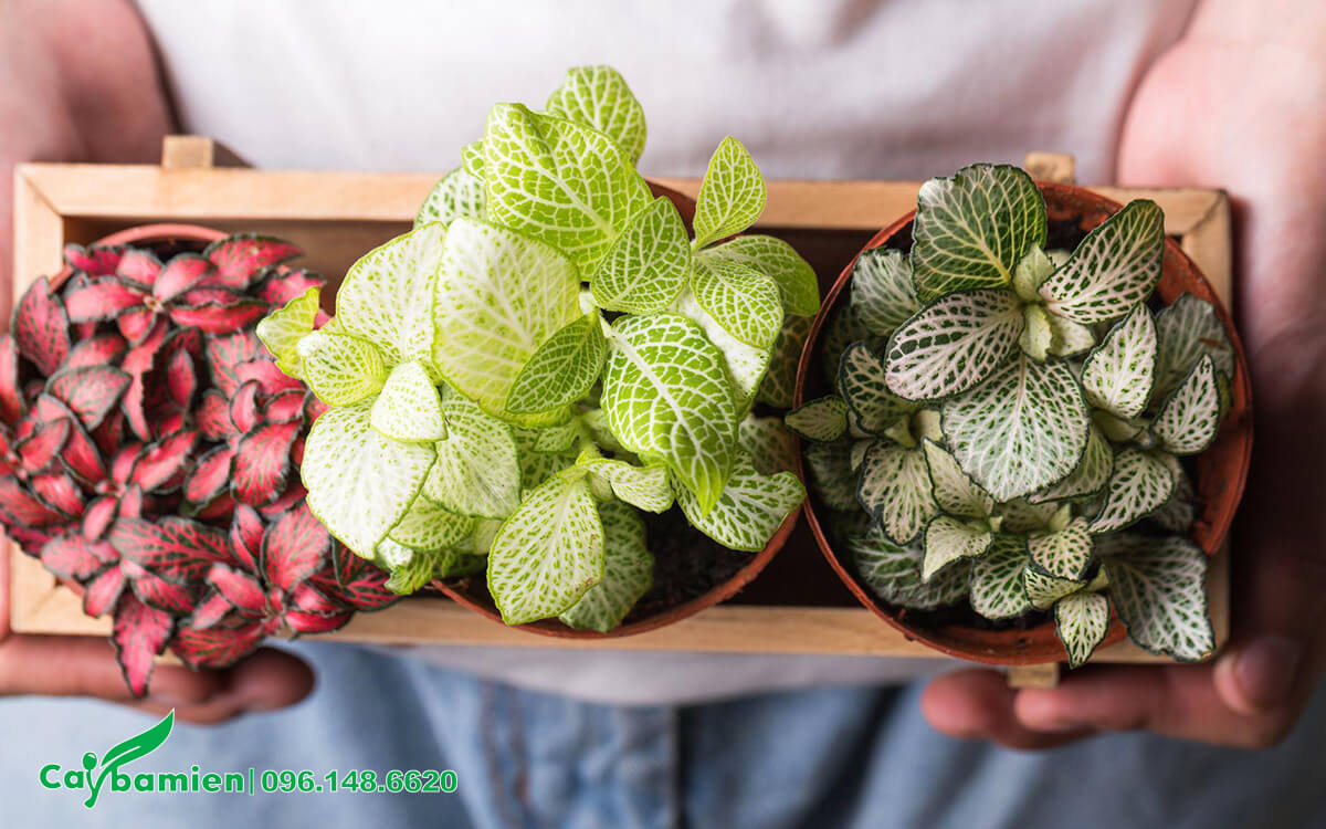 Chậu cây cảnh Cẩm Nhung nhiều màu đẹp