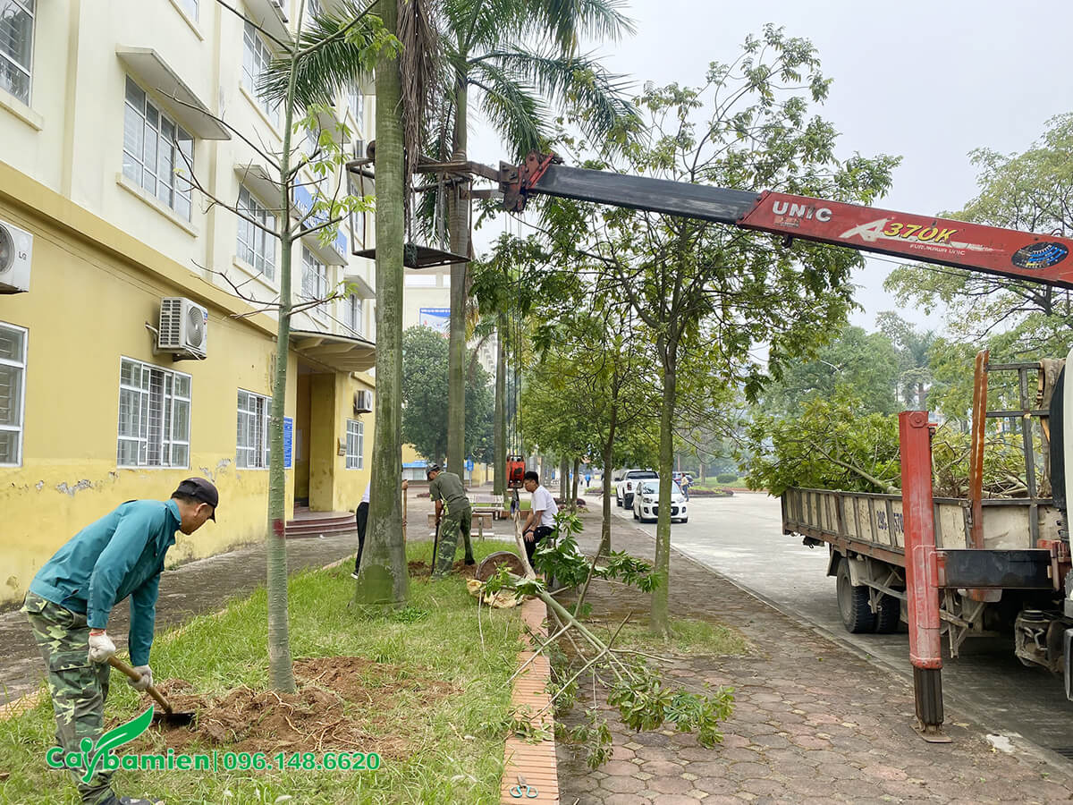 Trồng Cây Mỹ Nhân cao 4m