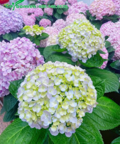 Bán cây hoa Cẩm Tú Cầu trưởng thành đang cho hoa đẹp