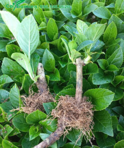 Cây giống hơn 1 tháng tuổi