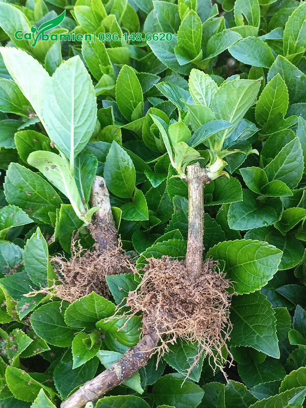 Cây giống hơn 1 tháng tuổi