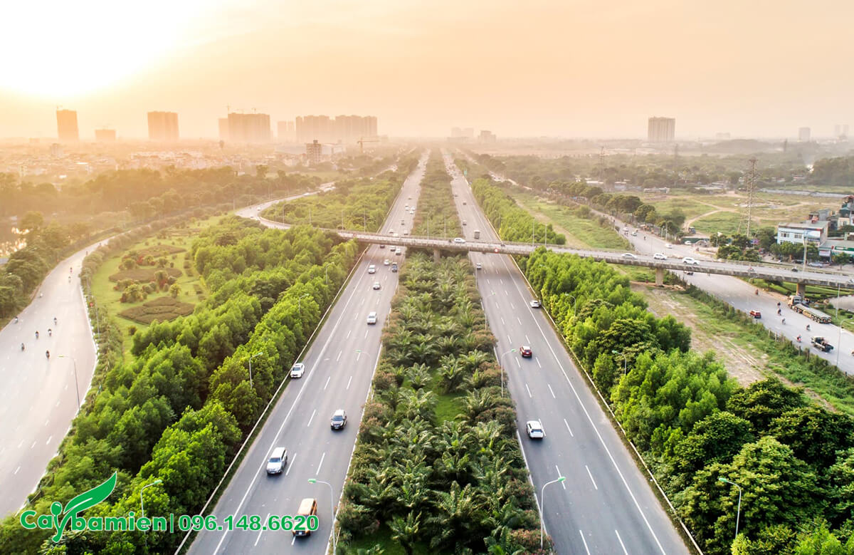 Cây xanh trồng trên cao tốc tạo nên những mảng xanh tuyệt vời