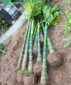 Cau Ta chuẩn bị đem đi dâm ủ