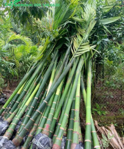 Bán lô cây cau ăn quả cao 3m