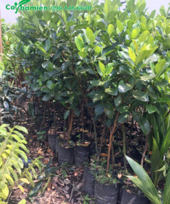 Mua cây giống Mít Thái giá rẻ