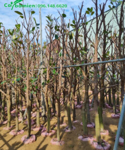 Mít Thái dâm ủ, cao 2,5m có đường kính gốc 10cm