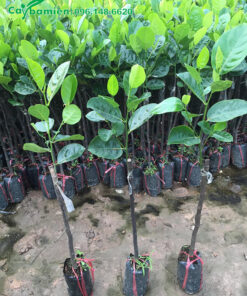 Cây giống Mít Thái ghép