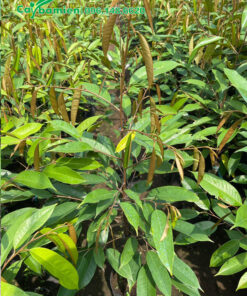 Vườn ươm câu Sầu Riêng giống số lượng lớn