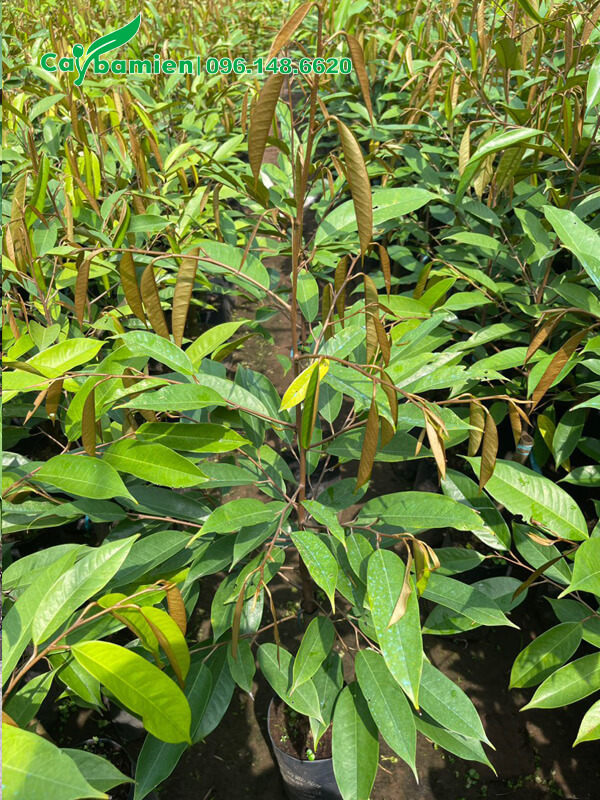 Vườn ươm câu Sầu Riêng giống số lượng lớn