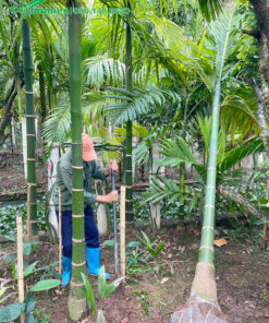 Đánh thẳng cây cau công trình lóng cao 1,5m