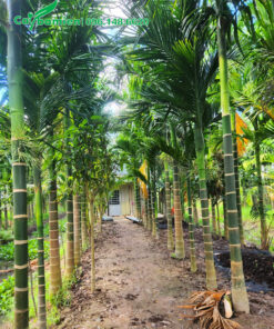 Hàng cây Cau Ta đẹp, lóng thân cao 4m