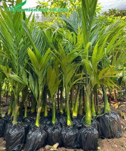 Cau giống chiều cao 70cm