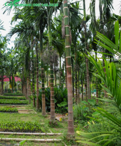 Vườn cây Cau Ta lâu năm lóng cao 3 - 4m