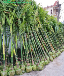 Hàng trăm cây Cau Ta lóng cao 40 - 60cm, bứng thẳng tại vườn