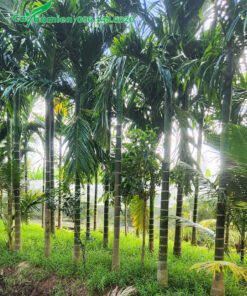 Hàng Cau Ta cao 5 - 6m