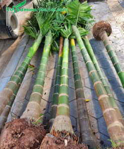 Cây Cau Ta công trình mới bứng