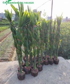 Bán cây giống Cay ăn trầu chuẩn bị lộ thân