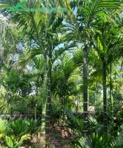 Vườn cây Cau Ta xanh tốt, chiều cao từ 3 - 4m