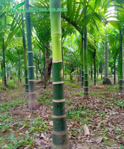 Cau Ta lóng thân cao 1m