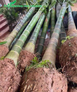 Cau Ta bứng thẳng, lóng thân cao 4m