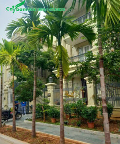 Trồng cây cau ta cao lớn trước nhà biệt thự