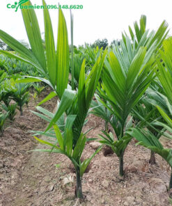 Cây giống Cau Ta cao gần 1m