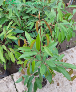 Cây giống Sầu Riêng trồng trong bầu, đang ra đọt non màu nâu đỏ