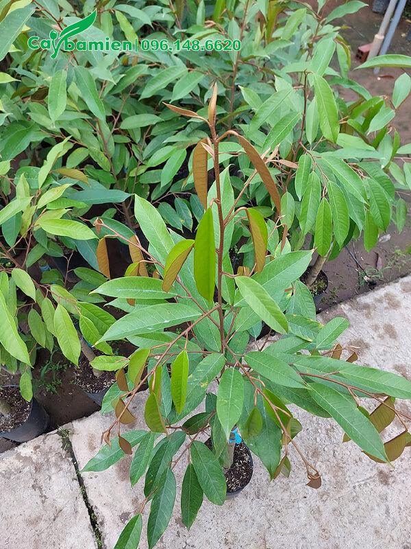 Cây giống Sầu Riêng trồng trong bầu, đang ra đọt non màu nâu đỏ