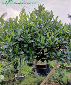 Cây Mít Thái dáng đẹp