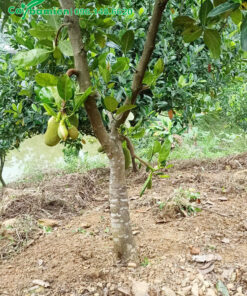 Mít Thái lâu năm, đường kính 15cm