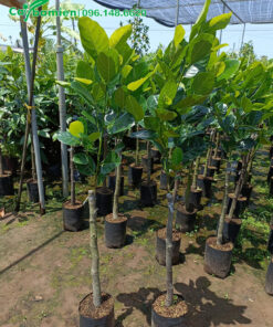 Mít Thái giống, cao 1,5m