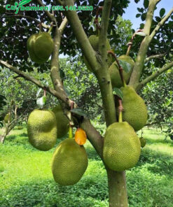 Cây Mít Thái đang chuẩn bị thu hoạch trái