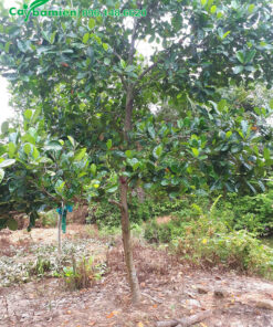 Cây Mít Thái trưởng thành, cao 3,5m