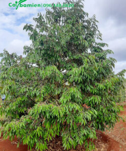 Cây Sầu Riêng trồng lâu năm