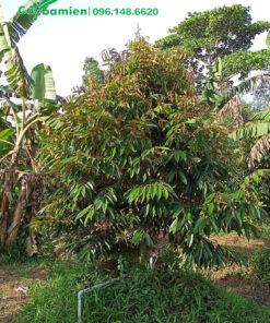 Sầu Riêng trưởng thành